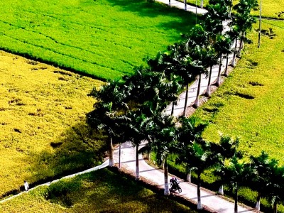 Con đường 2km trồng toàn cau là cau uốn lượn giữa cánh đồng lúa nằm ở địa phương nào của Long An?
