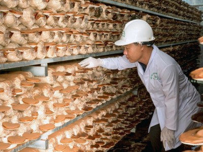 Quảng Nam: Trồng nấm sạch công nghệ cao, một hợp tác xã có doanh thu tiền tỷ