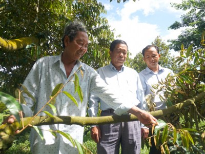 Vườn sầu riêng 215 cây của ông giám đốc HTX ở Đồng Tháp cho lãi ròng 600 triệu đồng/năm