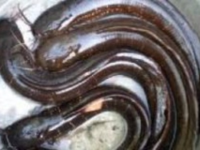 Phòng trị bệnh nhiễm trùng quả dưa trên cá trê giống