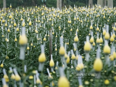 Làng hoa Tết lớn nhất Thanh Hóa tất bật tưới nước, chong đèn, bắt sâu