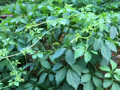 Sánh ngang nhân sâm, 3 loại rau 