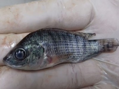 5 bệnh do vi khuẩn trên cá rô phi, cá điêu hồng