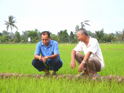Bón nhiều phân, năng suất cao nhưng không có lãi thì để làm gì?