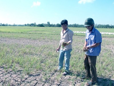 Bến Tre: Xâm nhập mặn sẽ tiến sâu vào bao nhiêu km, ngành chức năng khuyến cáo nông dân điều gì?