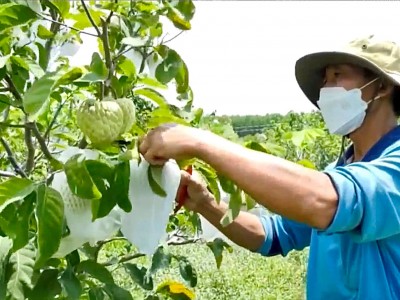 Anh nông dân Bình Thuận trồng giống mãng cầu gì mà trái nào cũng to lớn, bán đắt tiền người ta vẫn mua?