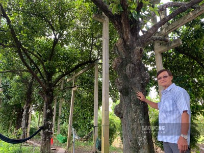 4 cây măng cụt cổ thụ hơn 100 tuổi của một nông dân Sóc Trăng, càng già càng 