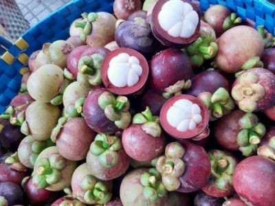 Giá măng cụt Vĩnh Long, vì sao cùng trồng một vườn mà giá măng cụt son cao hơn giá trái măng cụt cám?