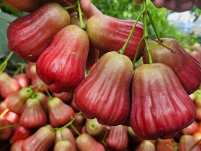 Sầu riêng mất giá – Trái roi thành hiện tượng mới