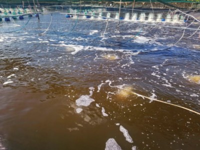 Khắc phục hiện tượng mất màu nước