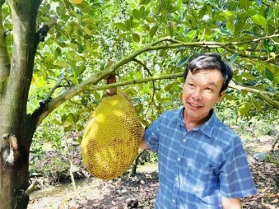 Đây là loại mít bán giá cao chót vót chả kém gì sầu riêng, ở Vĩnh Long nhà nào cắt là trúng lớn