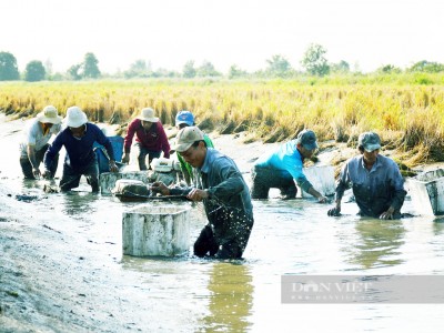 Mô hình tôm lúa ở Việt Nam độc đáo ở điểm nào?