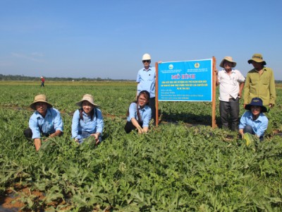 Trồng dưa hấu trên đất bỏ hoang: Tưởng làm chơi, hóa ra ăn to!