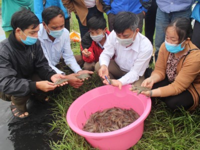 Nuôi tôm thẻ chân trắng trên cát đảm bảo ATTP