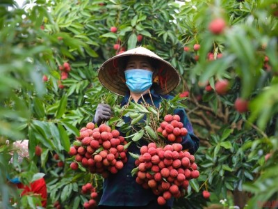 Vải thiều Bắc Giang chuẩn bị vào vụ, sản lượng 165.000 tấn