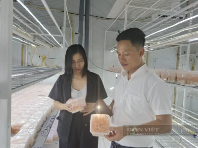 Trồng nấm công nghệ cao, anh nông dân 8X ở Hưng Yên là Nông dân Việt Nam xuất sắc 2023