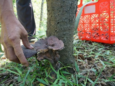 Quảng Nam: Vườn trồng toàn cây gỗ quý, chỉ hái thứ nấm xù xì mọc sát đất bán đã thu nửa tỷ/năm