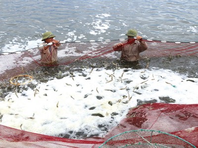 Ngành tôm: Vững vàng về đích