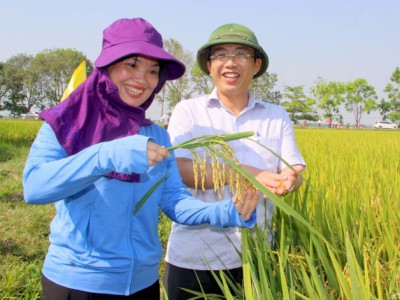 Được mùa lúa xuân, khẩn trương vụ hè thu