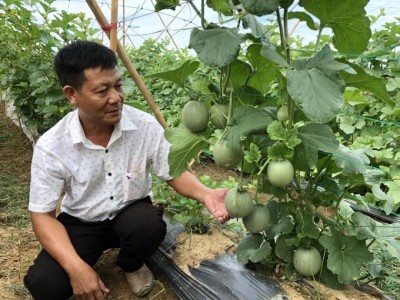 Nghệ An: Trồng dưa lưới ngoài trời