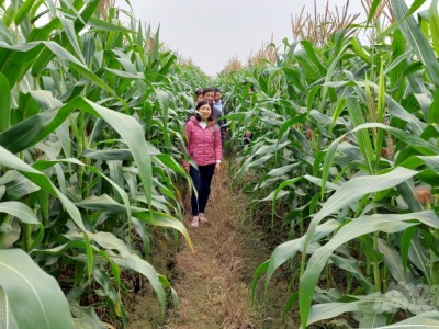 Giống ngô NK7328 phù hợp cho trồng ngô sinh khối