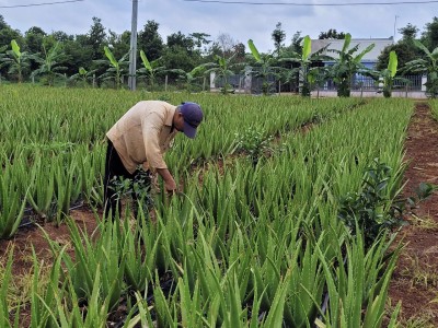Trồng thứ cây lá đâm tua tủa lên trời như vườn cây cảnh, ai ngờ nông dân Bà Rịa-Vũng Tàu bán đắt hàng