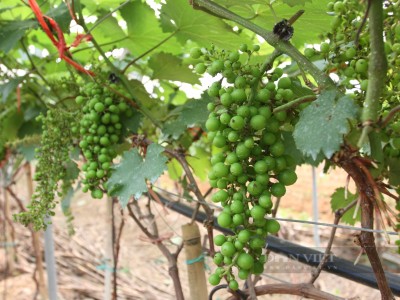 Bí quyết của ông nông dân Thái Nguyên trồng nho hạ đen nhìn đâu cũng thấy quả từng chùm