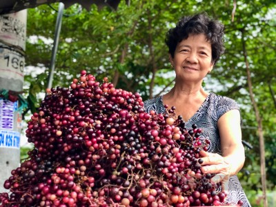 Quả mọc dại ở vùng Thất Sơn, An Giang bỗng thành đặc sản đắt hơn nho Mỹ, đến mùa dân hái bán 