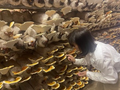 Trồng nấm linh chi cho lợi nhuận như mơ nhờ làm chủ công nghệ