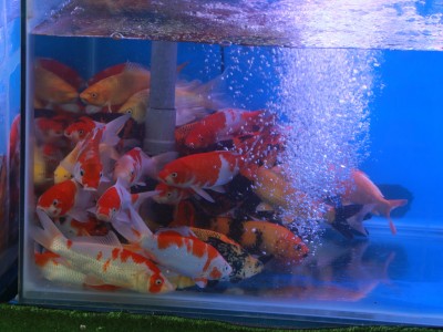 Nuôi cá cảnh - một nghề nông thôn đem lại giá trị kinh tế cao