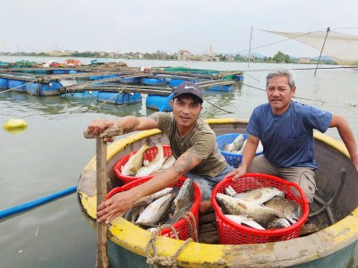 Xây dựng thương hiệu cá lồng sông Gianh