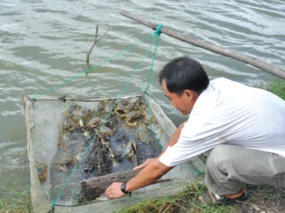 Nuôi cua xanh ghép tôm sú