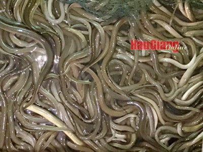 Lươn nuôi không bùn giá quá thấp, giá cám viên tăng cao, nông dân Hậu Giang lỗ nặng