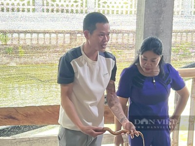 Bỏ nghề ốp đá, trai làng Thanh Hóa về quê nuôi lươn không bùn, mỗi tháng kiếm 15 triệu