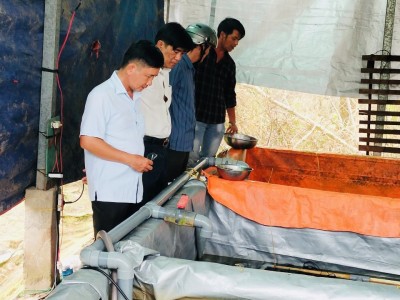 Nuôi con đặc sản trong bể xi măng, nhìn thấy bò dày đặc, một nông dân Sóc Trăng khá giả hẳn lên