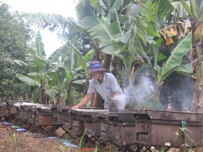 Rõ khổ, nông dân nuôi ong mật ở Đắk Lắk 
