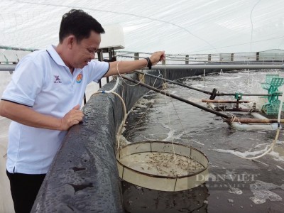 Nuôi tôm công nghệ cao lãi tiền tỷ, 