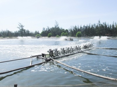 Bến Tre phát triển 4.000 ha nuôi tôm biển công nghệ cao