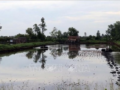 Nuôi tôm nước lợ theo hướng sản xuất an toàn