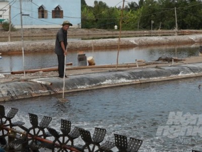 Bài 1: Chặt tràm, nhổ lúa, mua muối để nuôi tôm