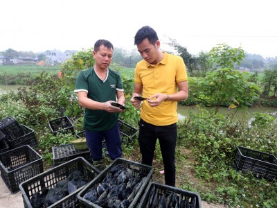 Vĩnh Phúc: Nuôi con gì ở dưới ao để mỗi năm 