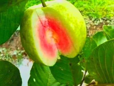 Đây là giống ổi khi bổ ra ai cũng xuýt xoa, nông dân Vĩnh Long trồng dưới ruộng, cứ 1 công lời tới 50 triệu