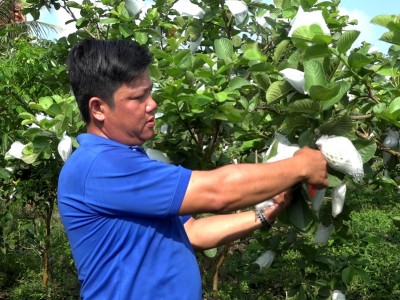 Trồng ổi Ruby, anh Bí thư Chi đoàn một ấp ở Trà Vinh có thu nhập hàng chục triệu/tháng