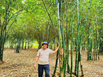 Trồng rừng tre đẹp như phim, nông dân nơi này ở Bình Thuận bán măng thôi đã giàu hẳn lên