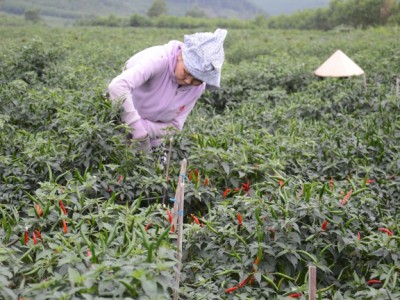 Thứ quả giàu vitamin A này mọc tua tủa, gặp thời giá tốt, nông dân Quảng Ngãi hái mỏi tay, thu bộn tiền