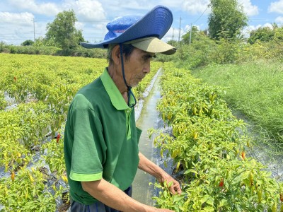 Ớt sừng châu Phi là ớt gì mà ông nông dân Long An liều trồng đất phèn, ai ngờ ra trái quá trời?