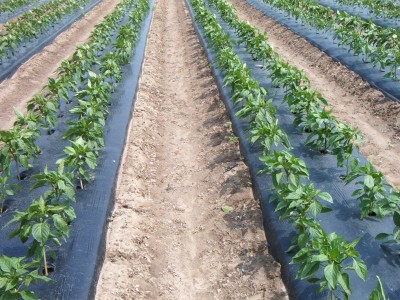 Đến Cẩm Khê ở Phú Thọ chợt thấy ruộng ớt ra trái 