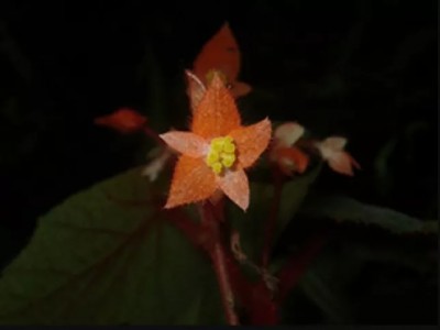 Phát hiện loài hoa thu hải đường độc, lạ ở Vườn Quốc gia Xuân Sơn tỉnh Phú Thọ