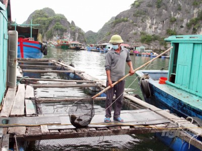 Nuôi trồng thủy sản ở Cát Bà theo hướng bền vững, thân thiện môi trường