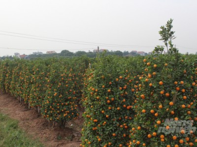Quất bon sai, 'nhỏ mà có võ'